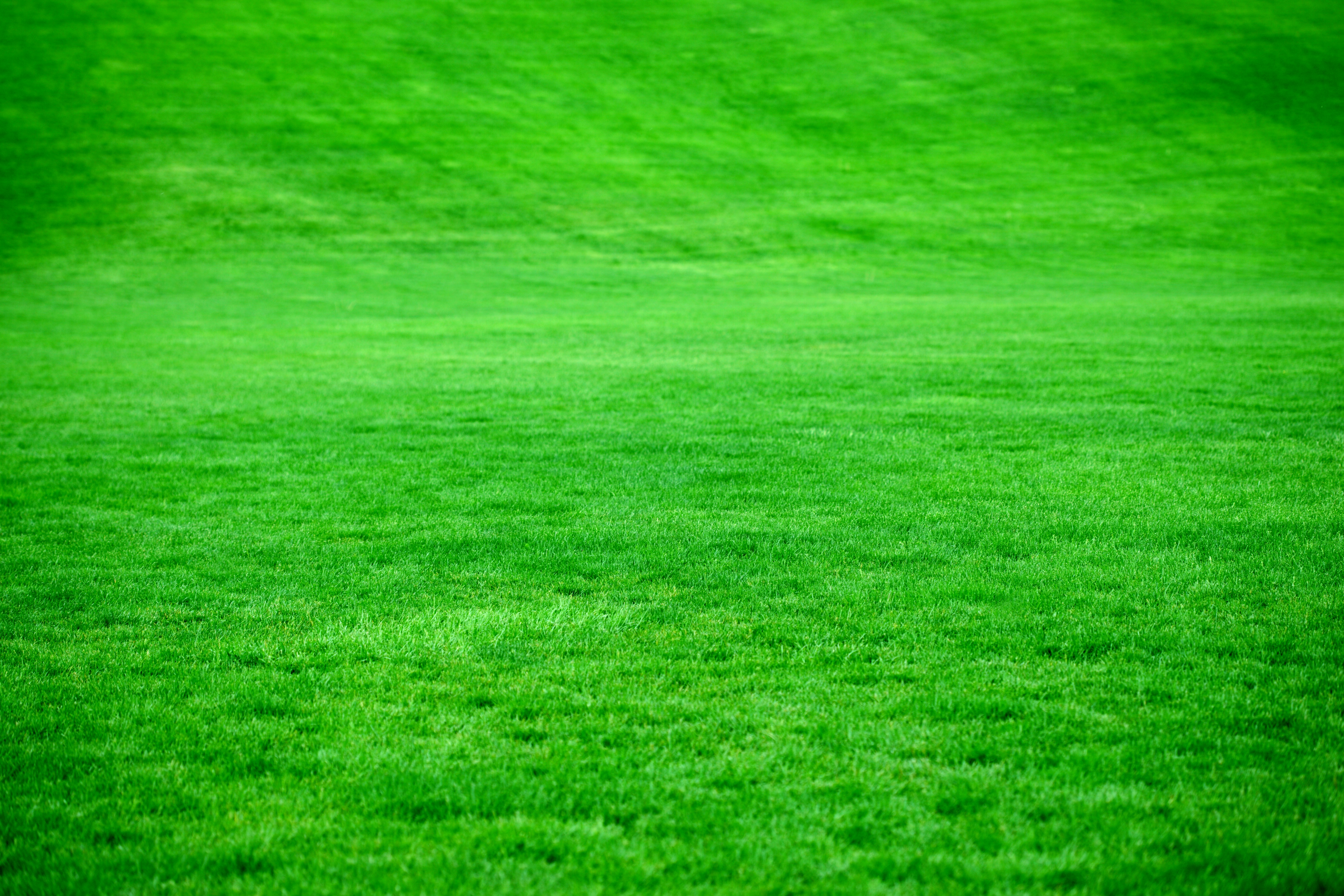 Fondo de parque verde