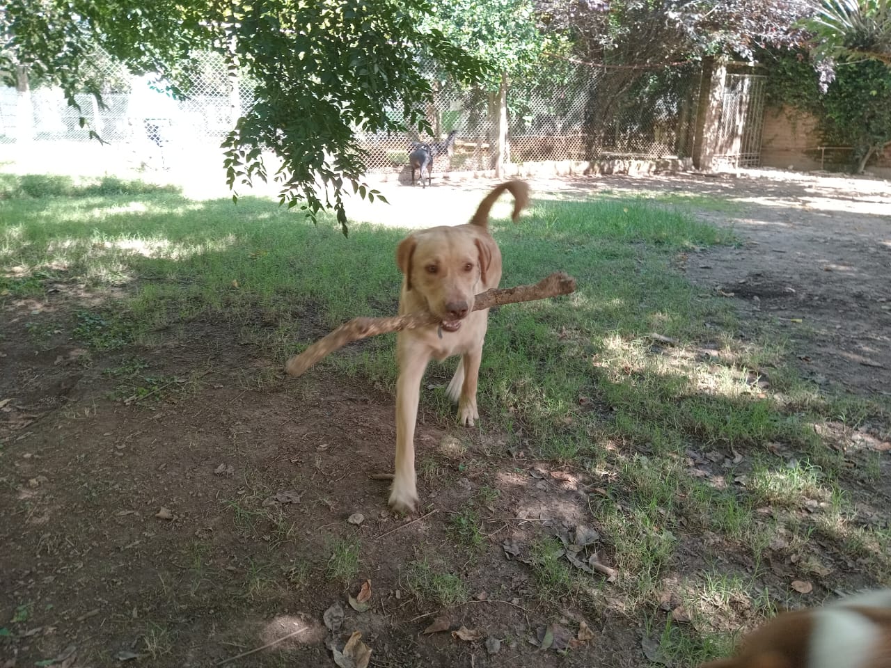 Foto de la mascota de Mora Lennon