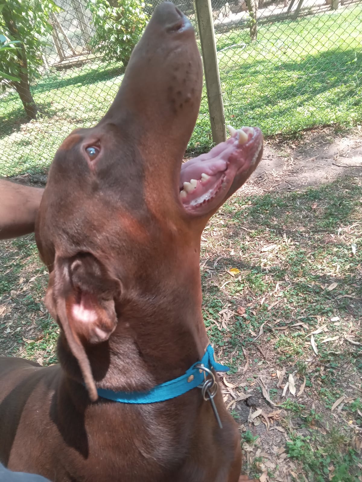 Foto de la mascota de Miriam de Meyer