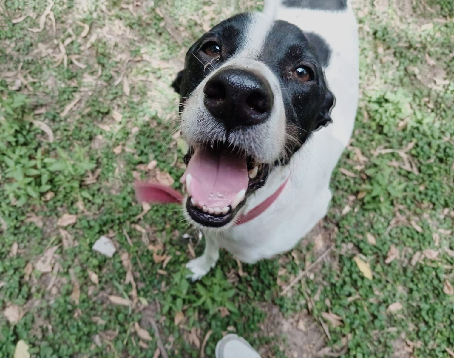 Foto de la mascota de Verónica Roncorini